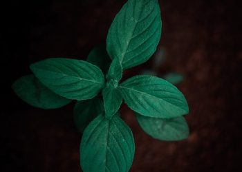 Exploring The Essential Health Benefits of Serpentina Plant